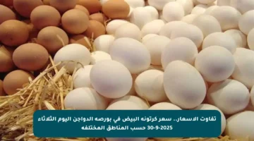 تفاوت الأسعار.. سعر كرتونة البيض في بورصة الدواجن اليوم الثلاثاء 30-9-2025 حسب المناطق المختلفة